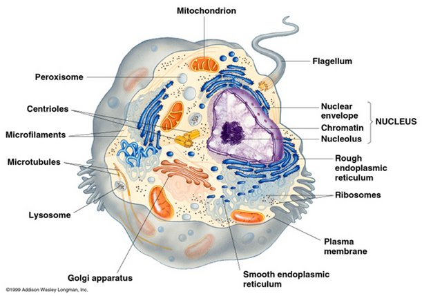 What are human cells made of?