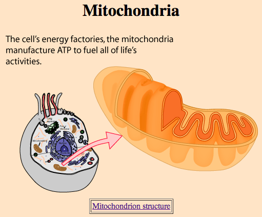 mitochondria