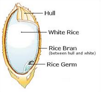 rice_germ